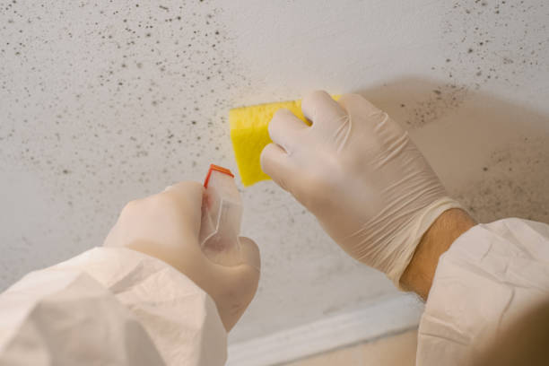 Best Mold Odor Removal Services  in USA